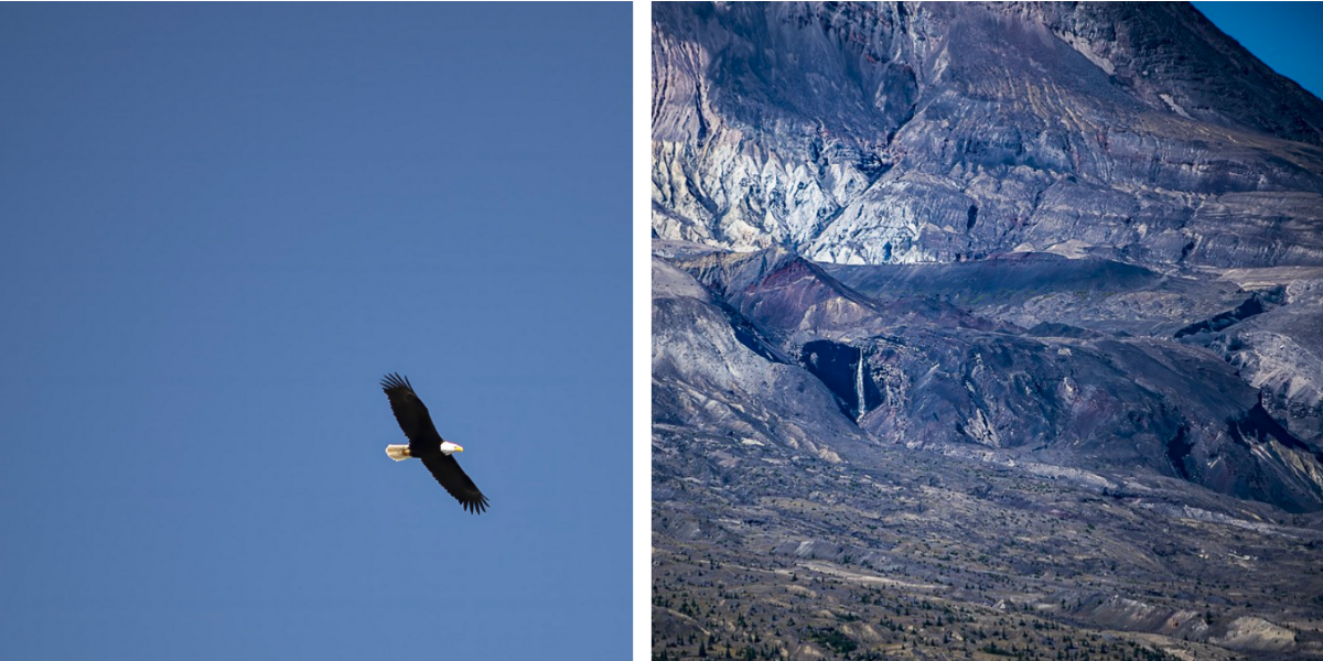 The left photo shows a bald eagle soaring the sky; the right photo shows a distant Loowit Falls coming out of the crater of Mount St. Helens.