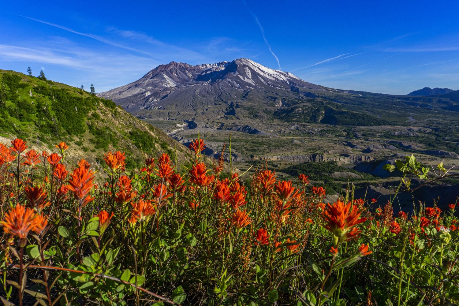 Red Paintbrush at Mount St. Helens. Photo credit: Yvonne Baur