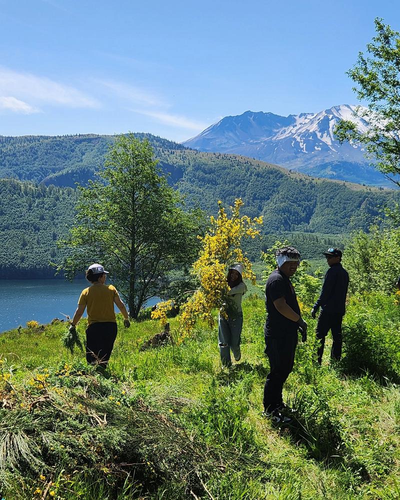 Stewardship in action: volunteers remove invasive plants with Mount St. Helens in view.
