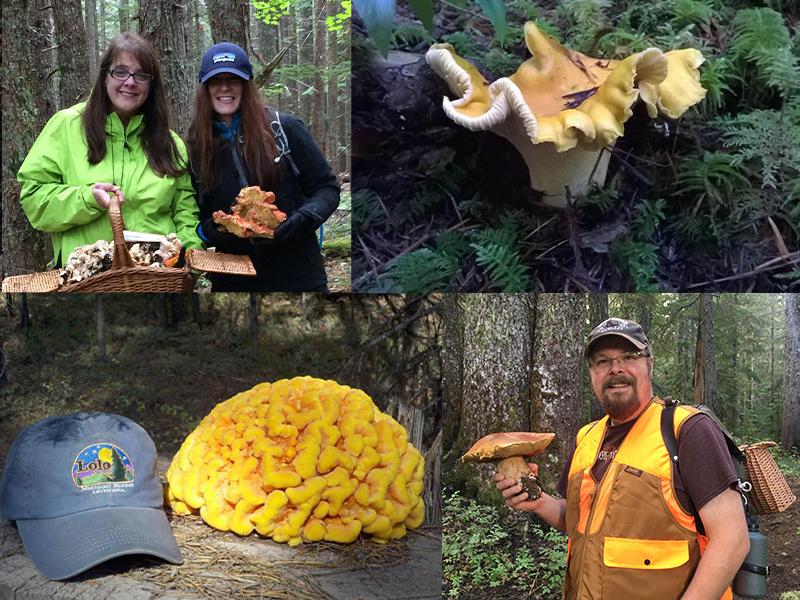Mushroom Collage