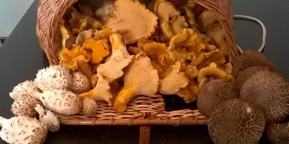 Basket of fall mushrooms.