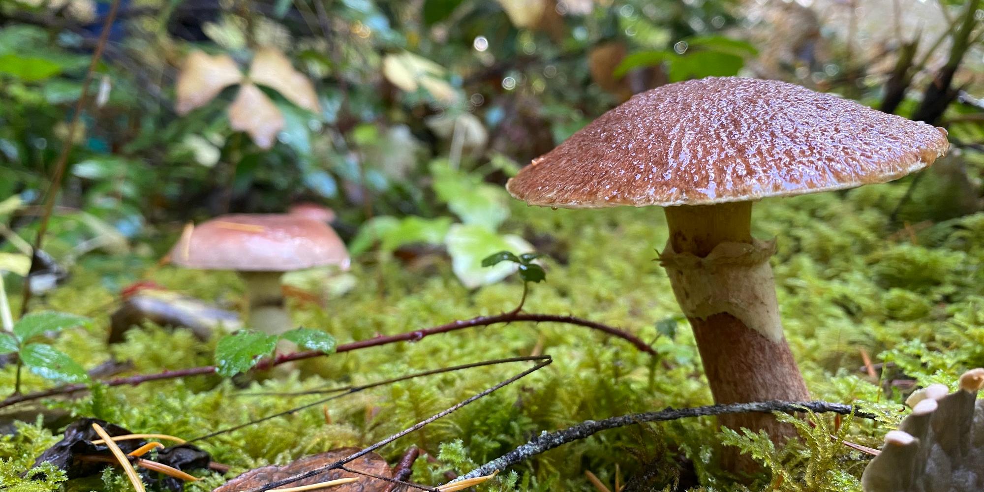 Mushroom