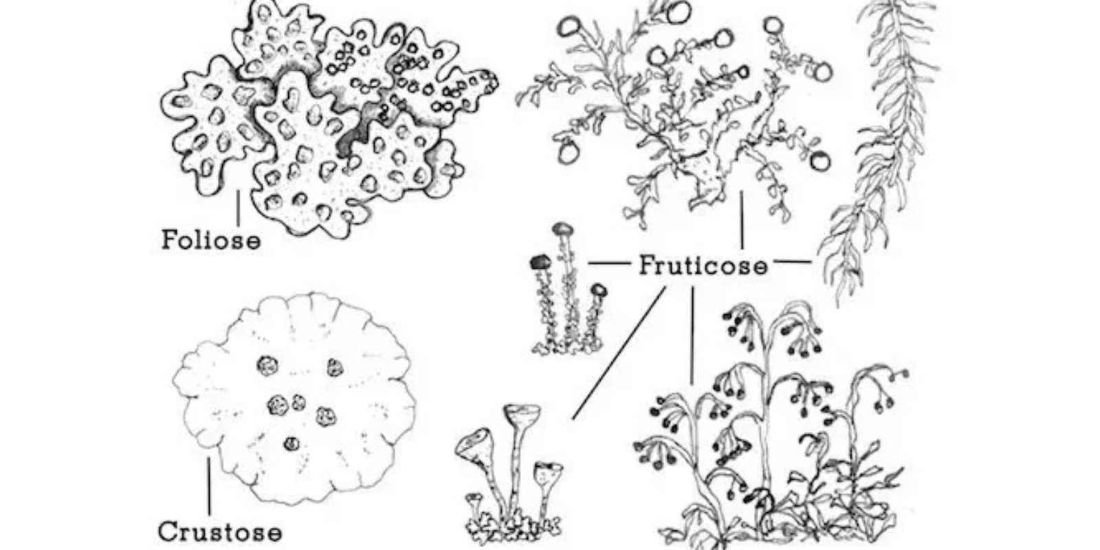 Black-and-white illustrations of three lichen types: foliose (leafy), crustose (crust-like), and fruticose (shrubby or hair-like), each labeled accordingly.