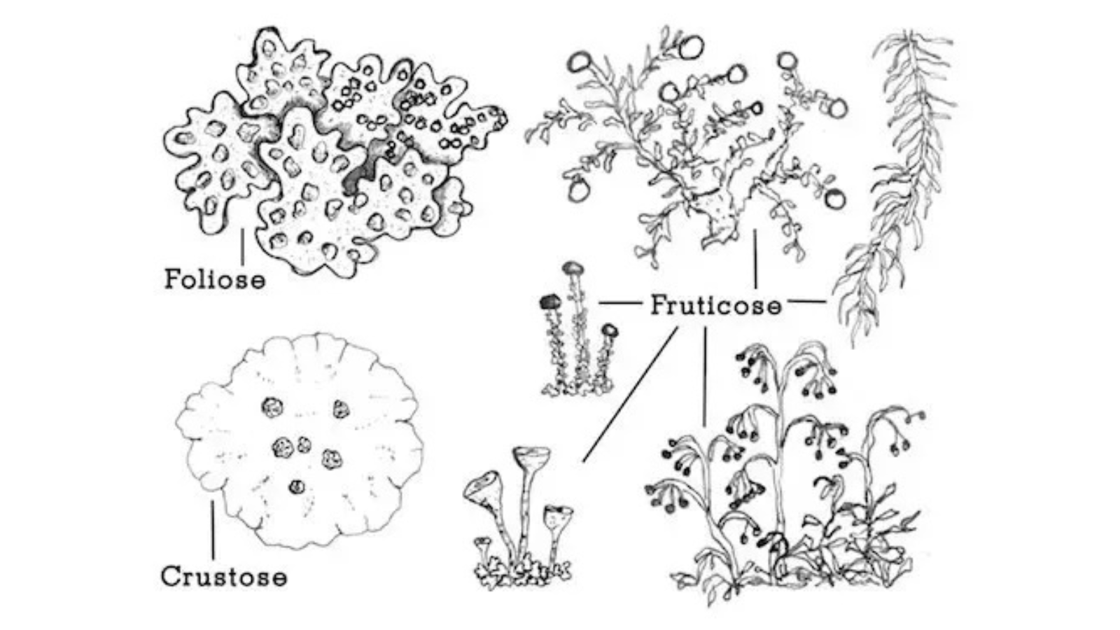 Black-and-white illustrations of three lichen types: foliose (leafy), crustose (crust-like), and fruticose (shrubby or hair-like), each labeled accordingly.