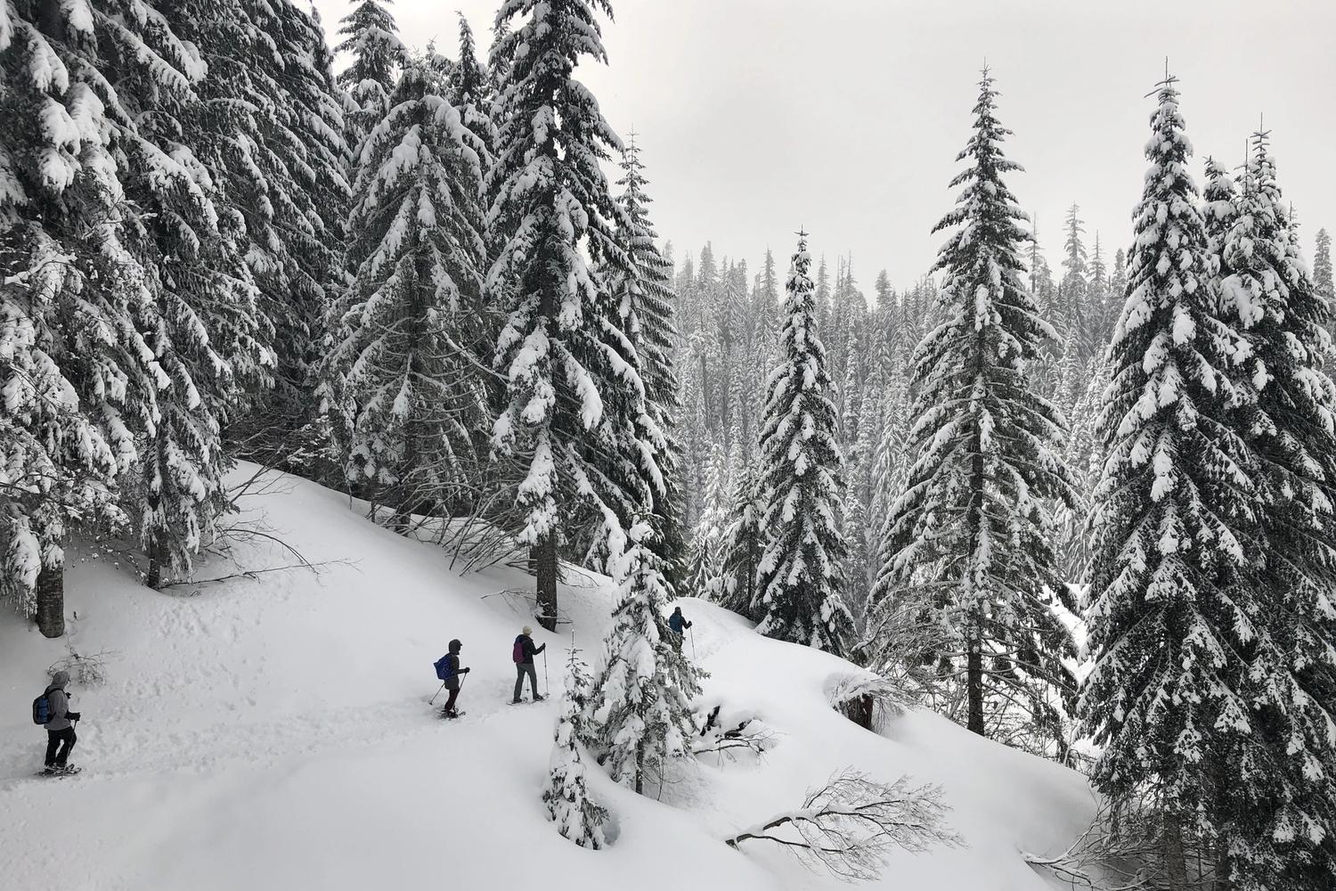 People snowshoeing at Mount St. Helens