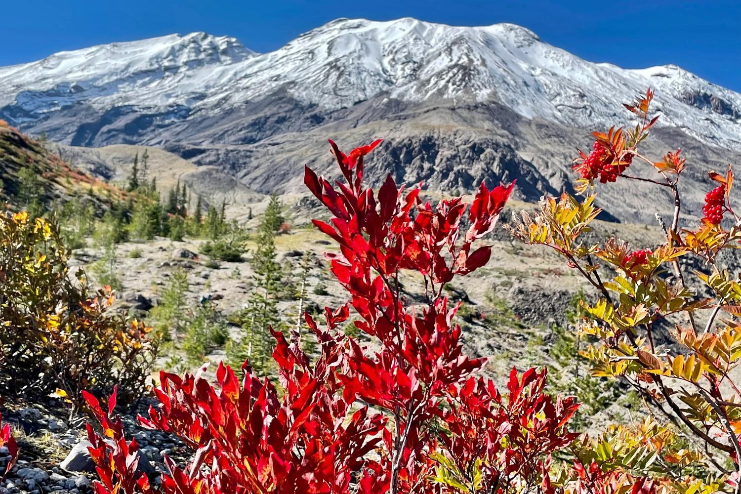 Mount St. Helens with fall foliage in the foreground