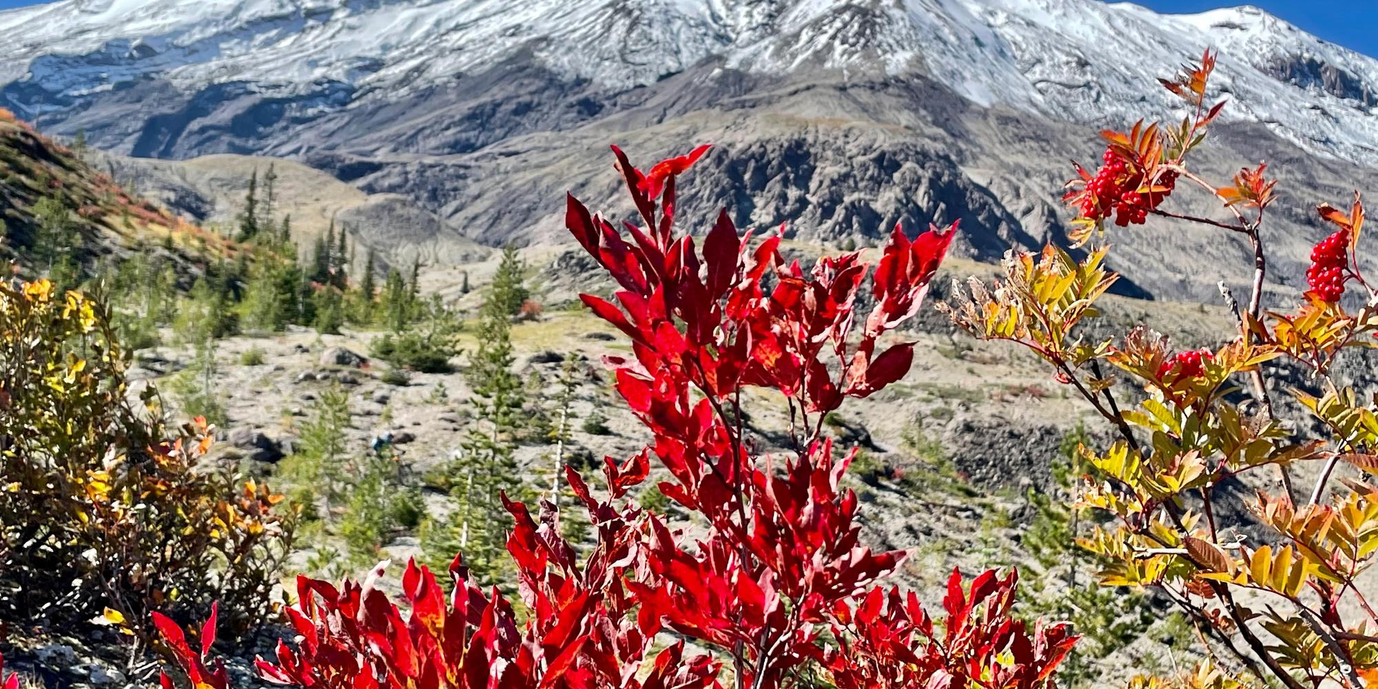 Fall colors at Mount St. Helens