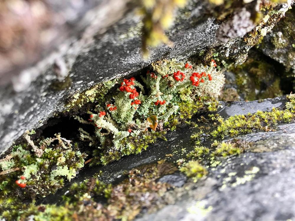 Toy Soldier lichen at Mount St. Helens