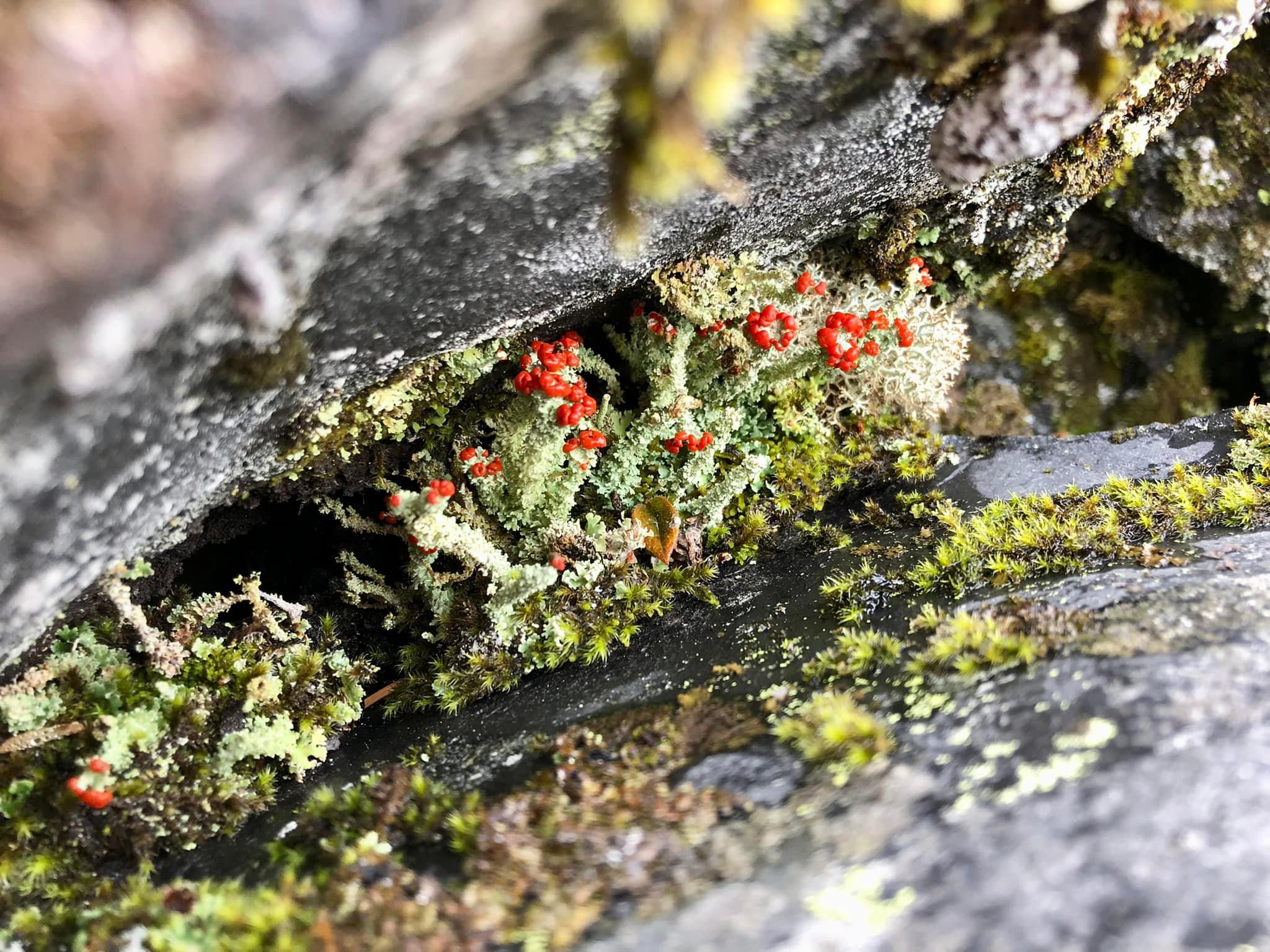 Toy Soldier lichen at Mount St. Helens