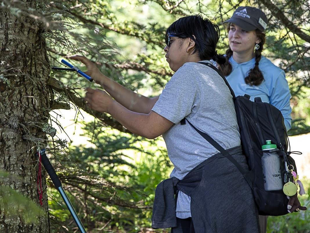 A student uses an increment borer to extract a core sample from a tree at Mount St. Helens