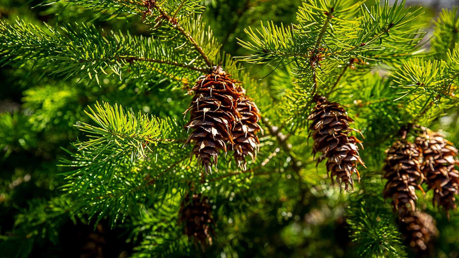 Douglas fir cones hang from branches covered in green needles.