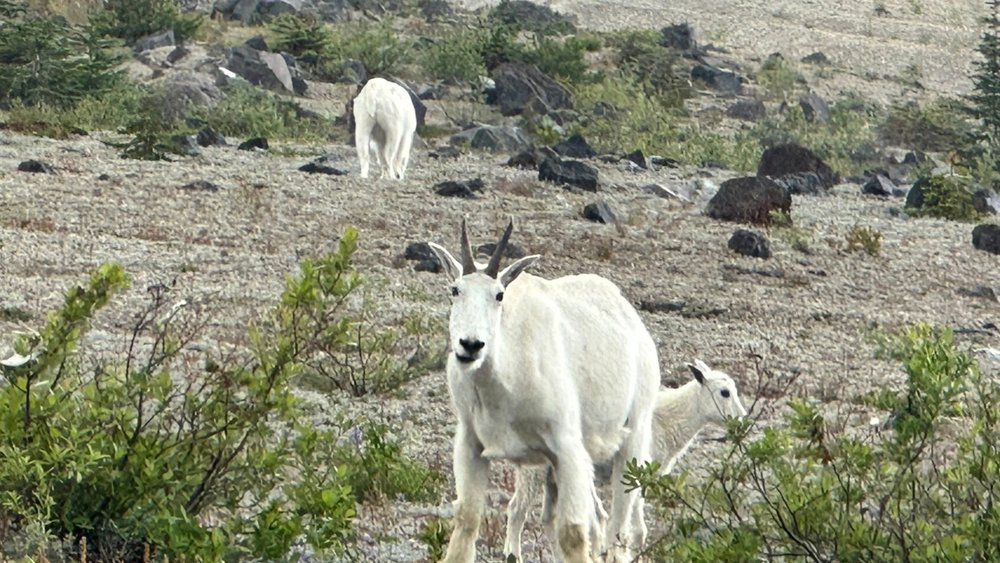 A group of mountain goats in a rocky landscape, with one goat facing the camera in the foreground and two others grazing or walking away in the background.