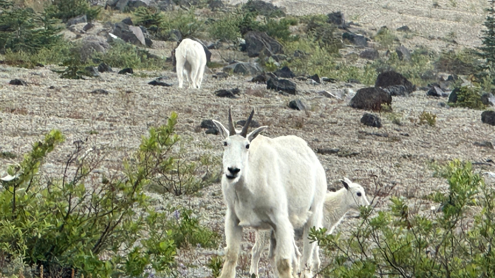 A group of mountain goats in a rocky landscape, with one goat facing the camera in the foreground and two others grazing or walking away in the background.