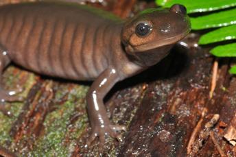 Pacific northwest salamander
