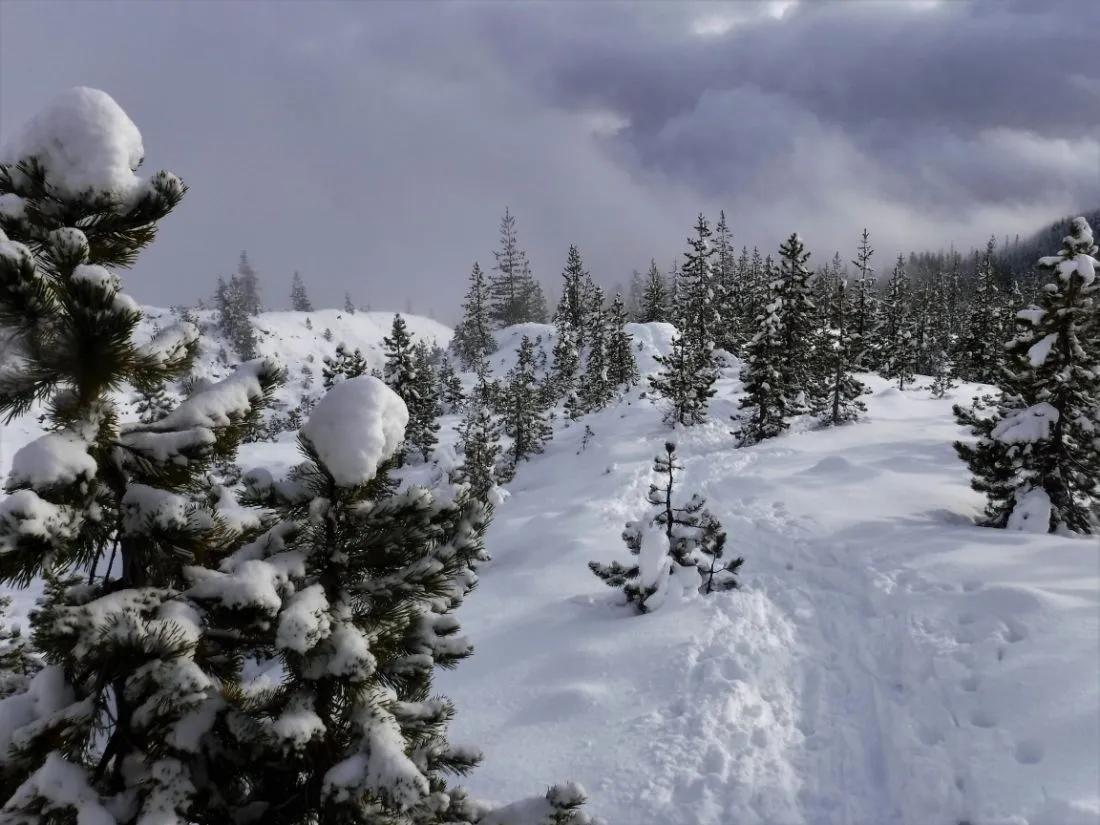 Treeline just above Chocolate Falls (3700')