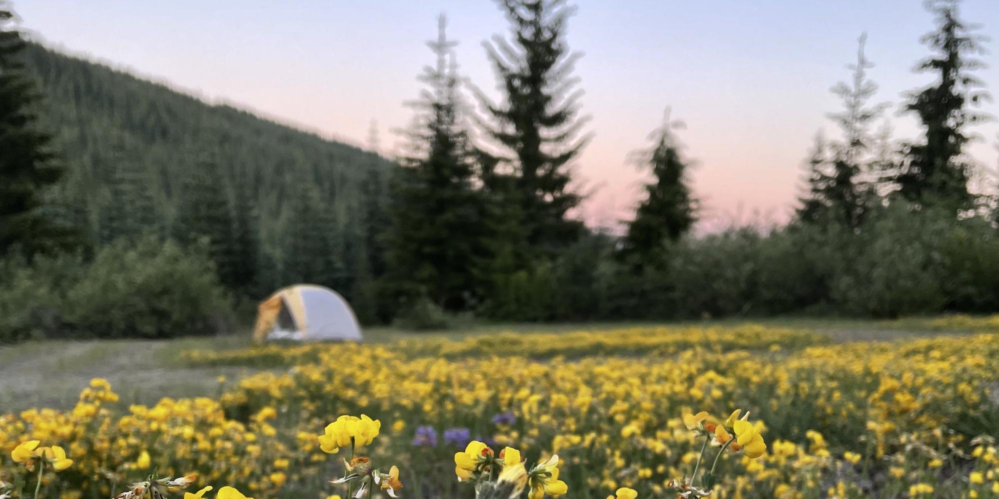 Camping at Mount St. Helens