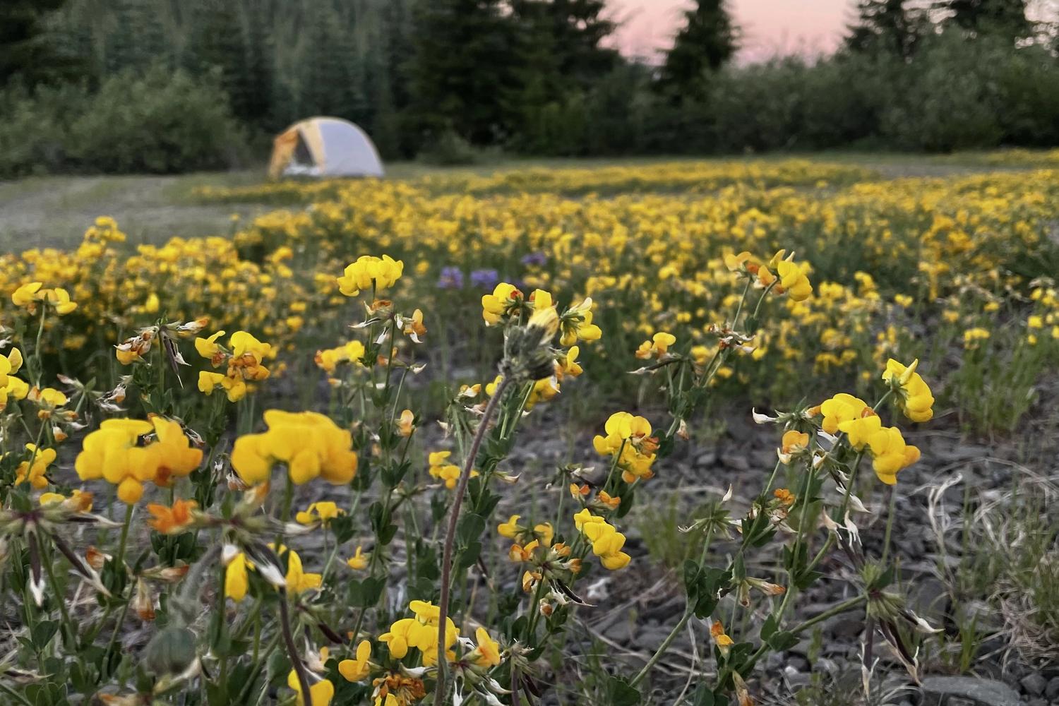 Tent at the Coldwater Campground near Mount St. Helens