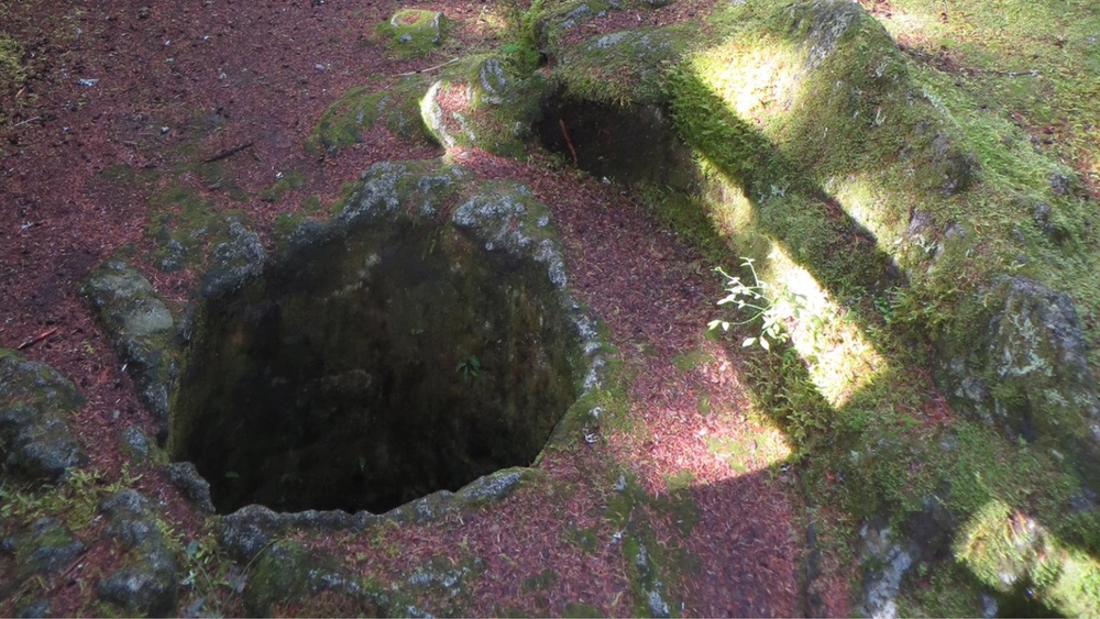 A lava tube on a forest floor