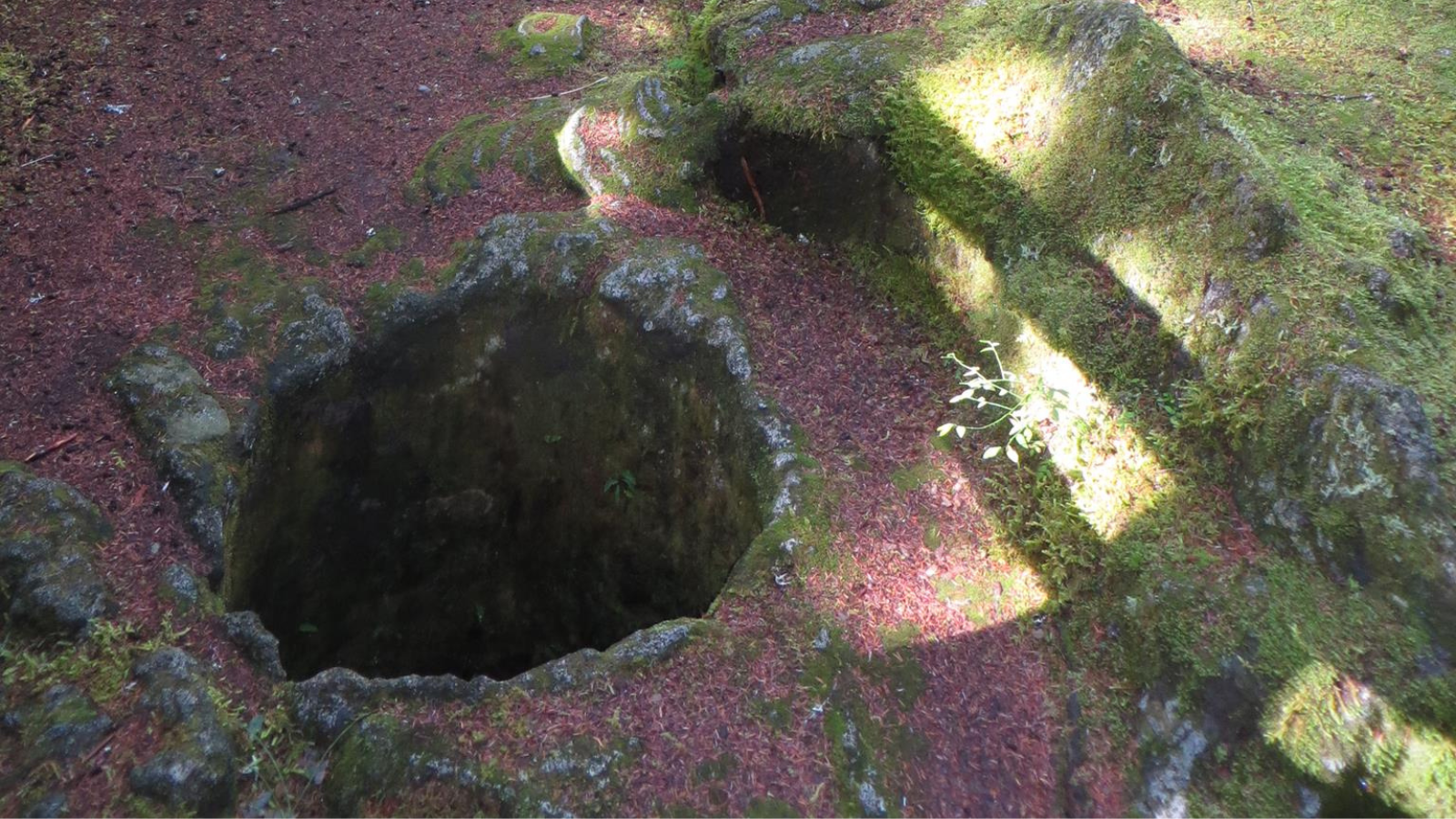 A lava tube on a forest floor