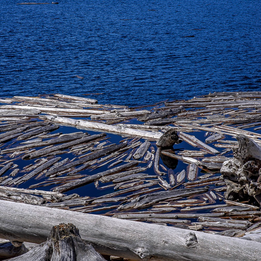 Silver floating logs on a lake