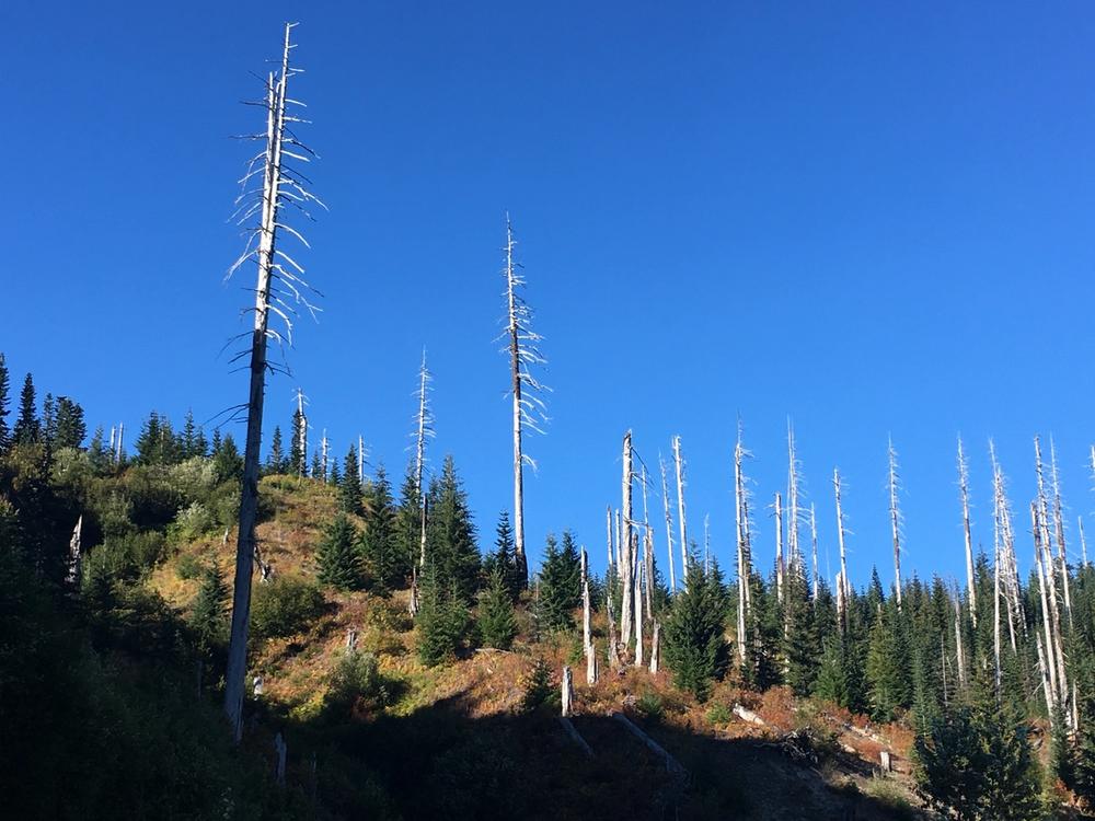 Standing dead trees killed by the 1908 eruption near Bear Meadow. Photo credit Christoph Stauder.