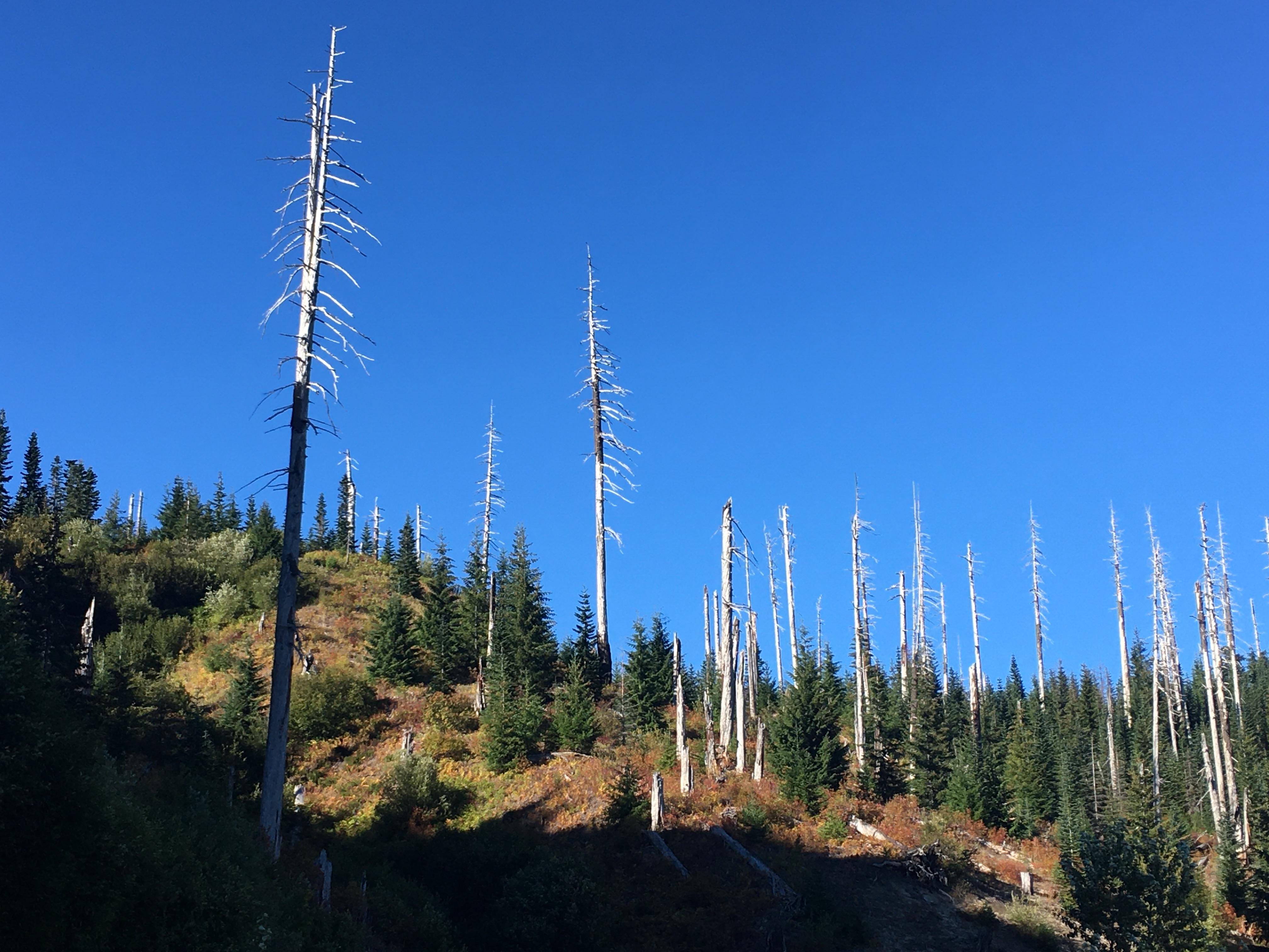 Standing dead trees killed by the 1908 eruption near Bear Meadow. Photo credit Christoph Stauder.