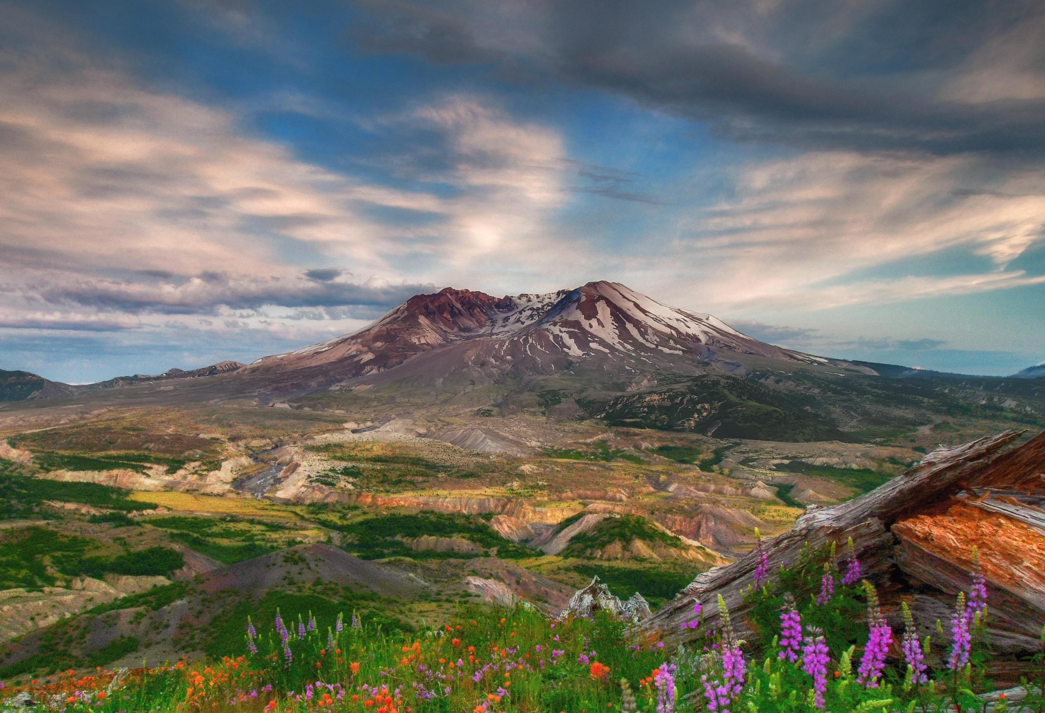 Mount St. Helens with wildflowers in the foreground