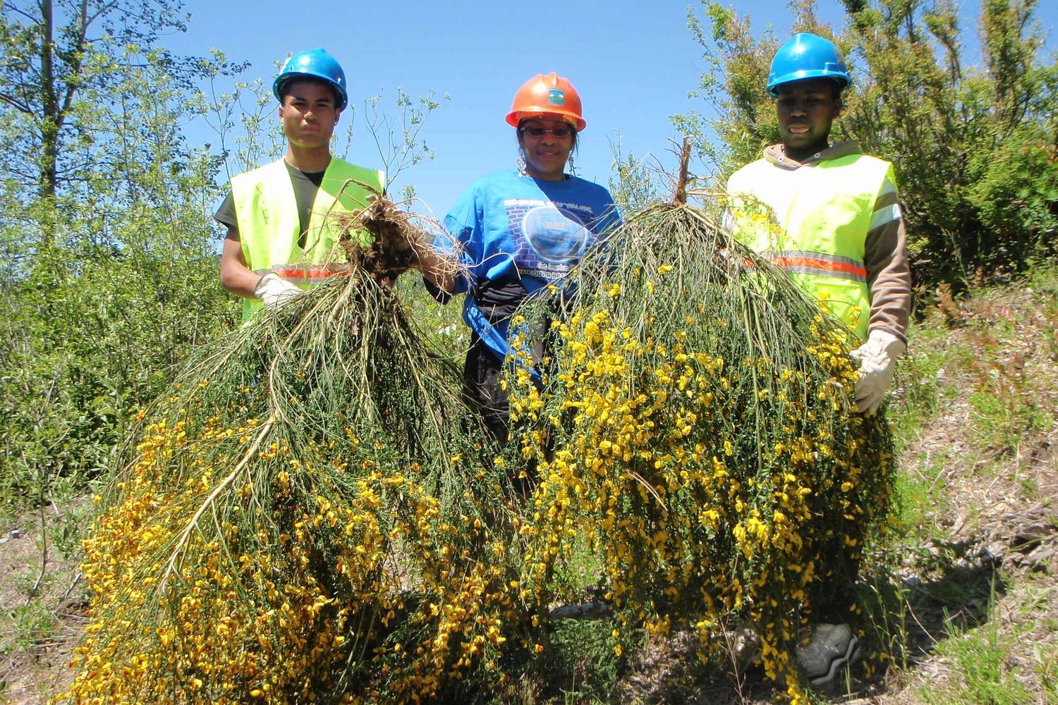 Volunteers with armfuls of scotch broom plants