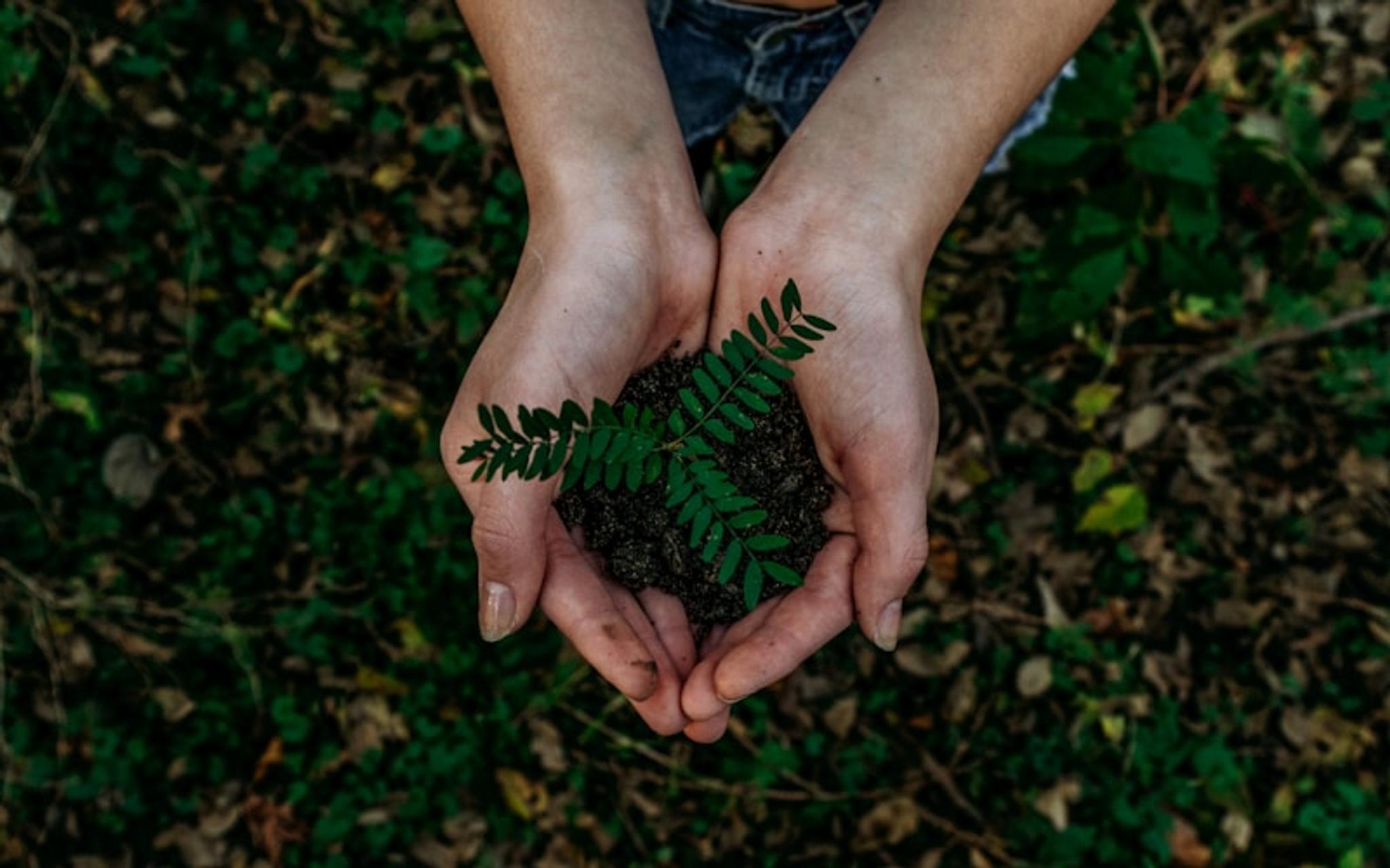 plants