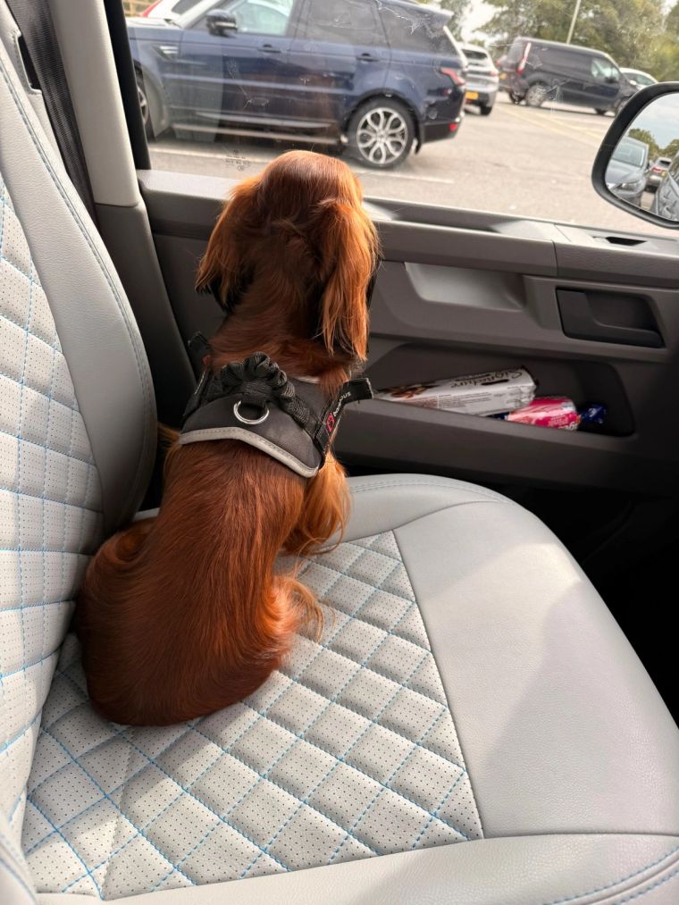 A dog looking out of a campervan window at the countryside