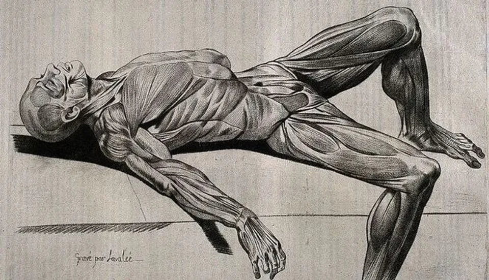 Anatomical illustration of the human muscular system with the body in a bridge position, highlighting continuous muscle and fascial connections that work together to create whole-body movement and stability.