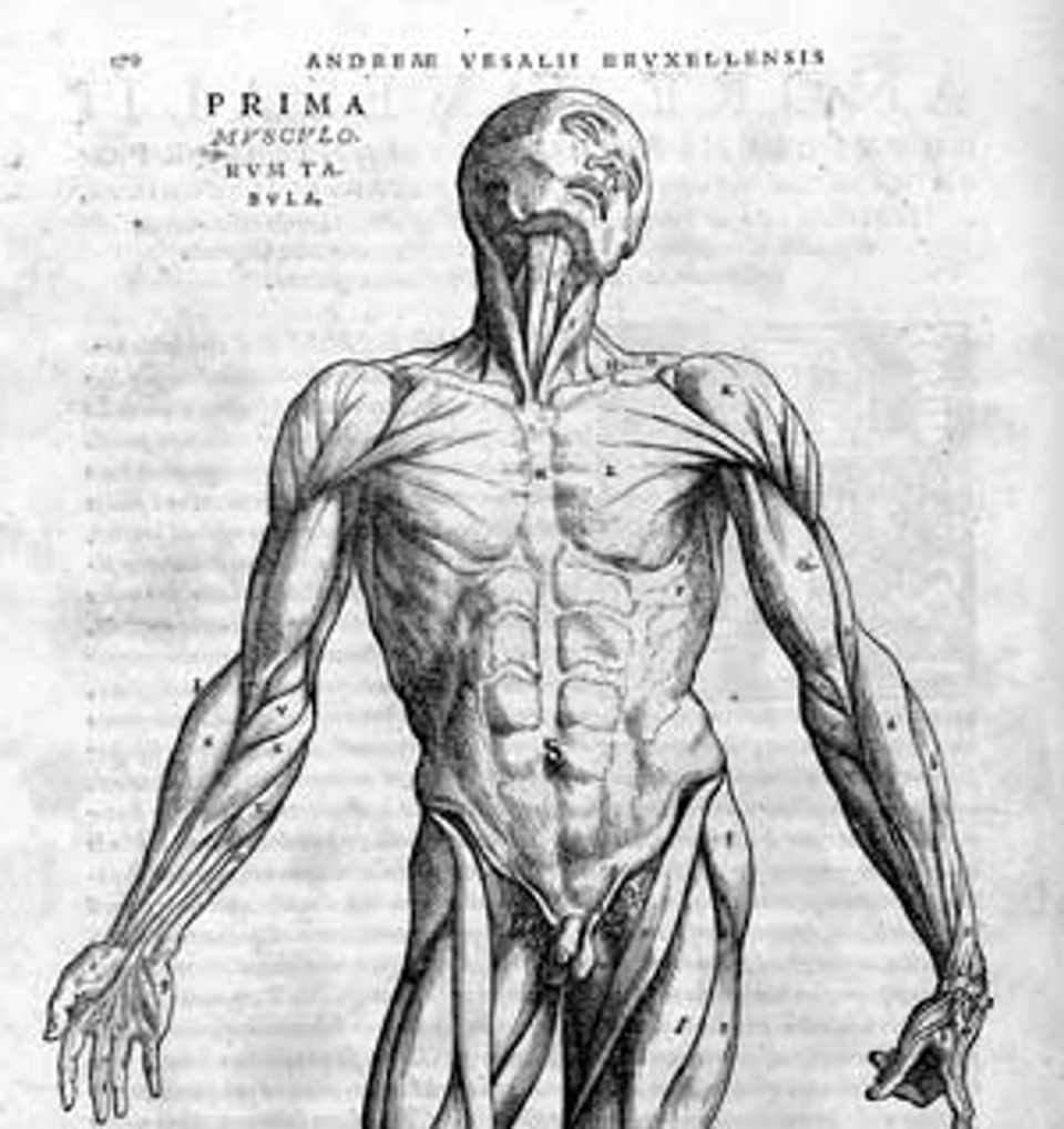 A historical anatomical illustration by Andreas Vesalius depicts the human muscular system, reflecting the foundations of anatomy through the dissection of the human body.