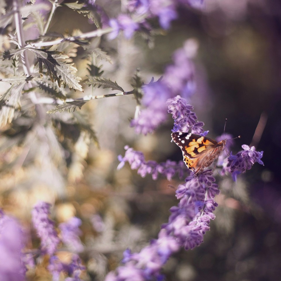 Butterfly resting on a flowering plant, representing the natural process of growth and transformation used to describe the development of world-class footballers.
