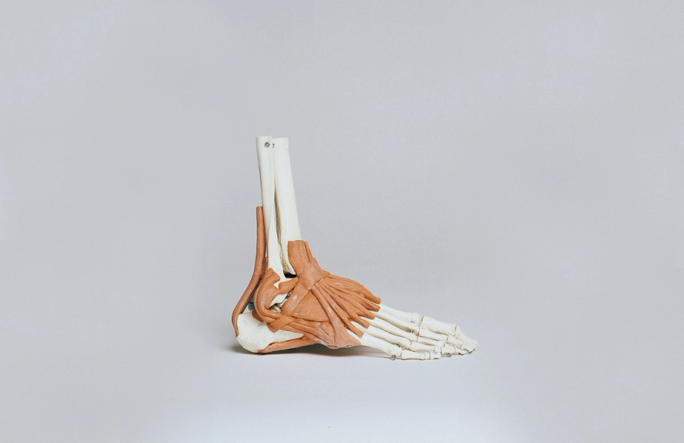 An anatomical model of a human foot and ankle displays the bones, ligaments, tendons, and connective tissues from a side view against a plain background.