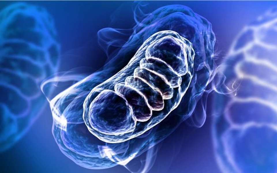 3D illustration of a mitochondrion inside a human cell, highlighting the organelle responsible for cellular energy production and metabolic function.