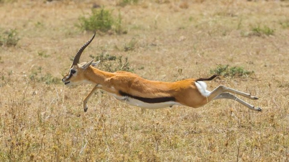 Gazelle sprinting across open grassland, representing the natural speed, elasticity, and movement patterns that inspire athletic development in this article.