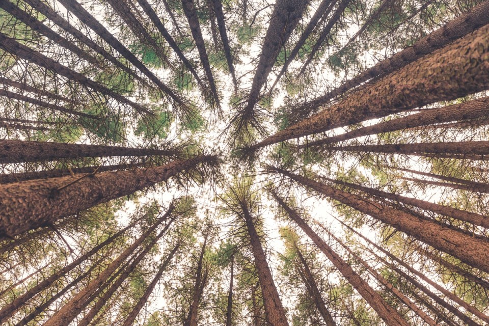 Tall trees reaching toward the sky in a forest, illustrating the article's comparison between natural growth in nature and the development of world-class footballers.