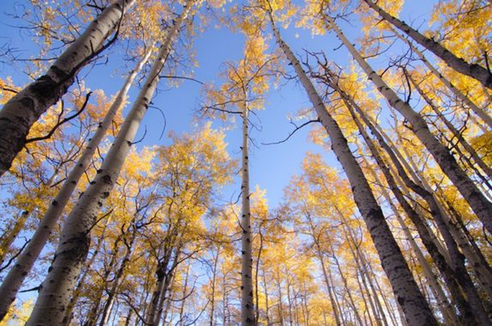 Tall trees reaching toward the sky in a forest, representing the natural environments that shape human health, movement, and athletic development discussed in this article.