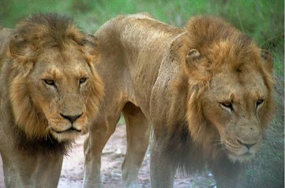 Two male lions stand side by side in the wild, displaying lean, athletic physiques with powerful shoulders and hindquarters rather than bulky muscle mass, illustrating strength built for speed, hunting, and survival.