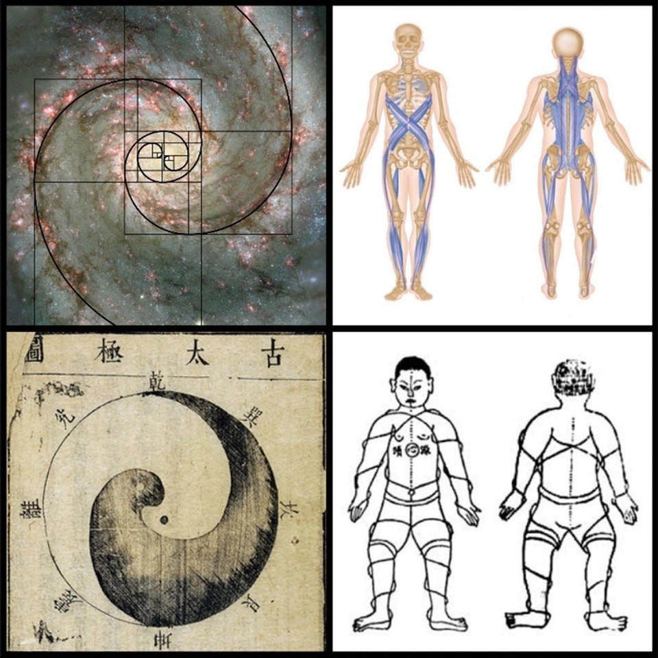 Collage comparing natural and biological patterns, including a spiral galaxy, human fascial anatomy, a yin-yang symbol, and an anatomical illustration highlighting interconnected body structures.
