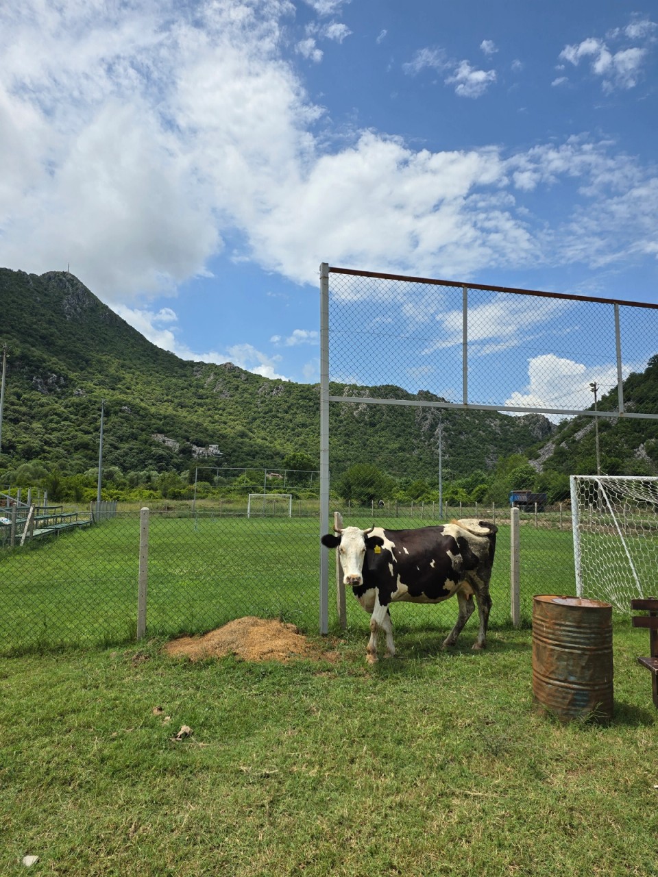 A cow on an open pasture that provides milk for the village.