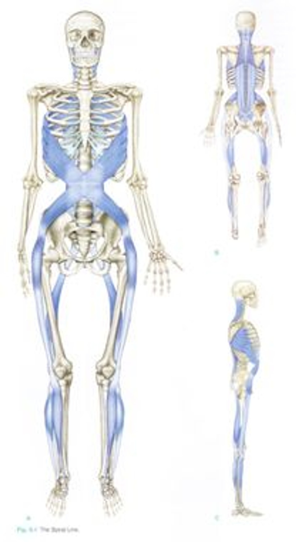 Anatomical illustration showing the human skeleton overlaid with spiral fascial lines connecting the shoulders, torso, pelvis, and legs, demonstrating how the body functions as one interconnected movement system rather than isolated muscles.