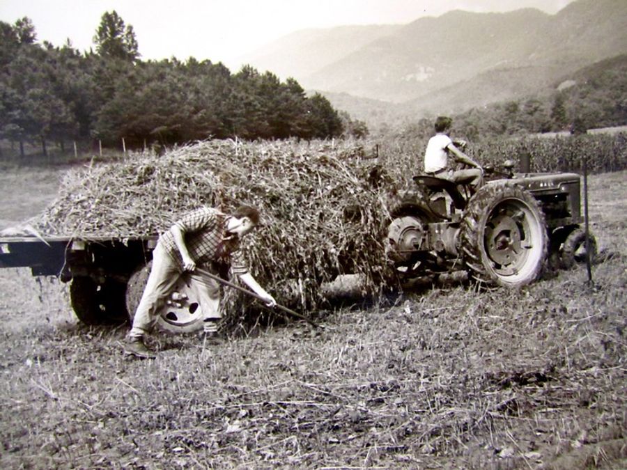 Philip Hug and Francis Foster harvesting food for college livestock. 