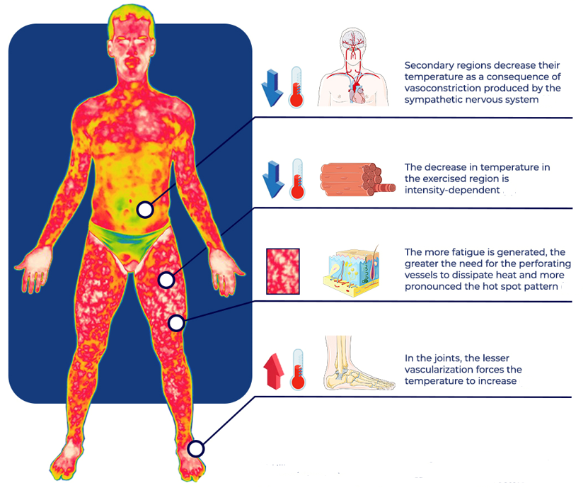 ThermoHuman