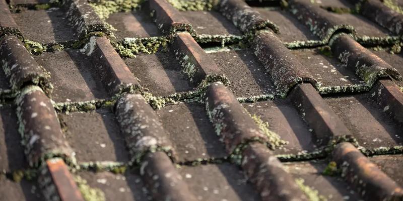 Understanding Mold and Algae on Roofs: Identify, Prevent, and Remove
