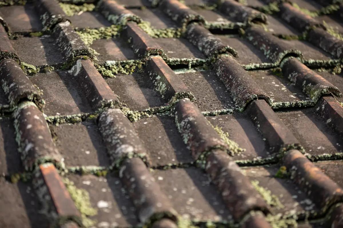 Understanding Mold and Algae on Roofs: Identify, Prevent, and Remove