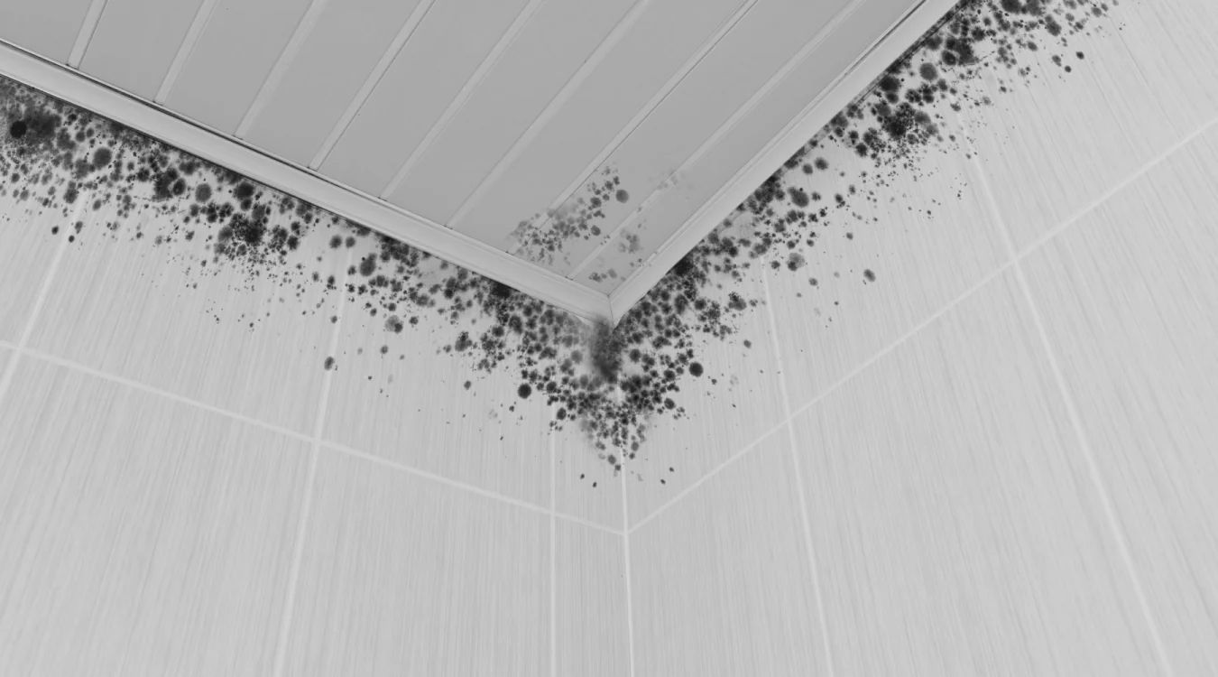 Mold growth on ceiling corner and walls in white room