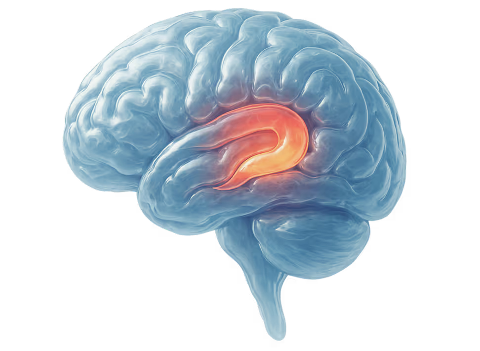 Brain illustration with highlighted limbic system region in red and orange