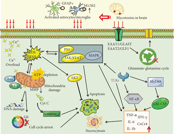 Image title: Molecular mechanisms of mycotoxin-induced neurotoxicity in neuroglia cells
