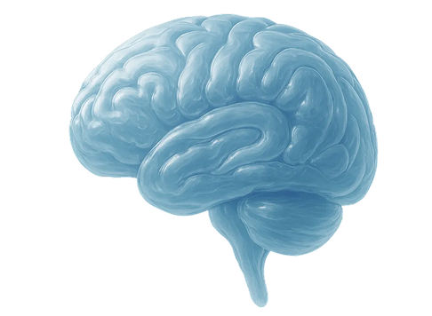 An image of a brain